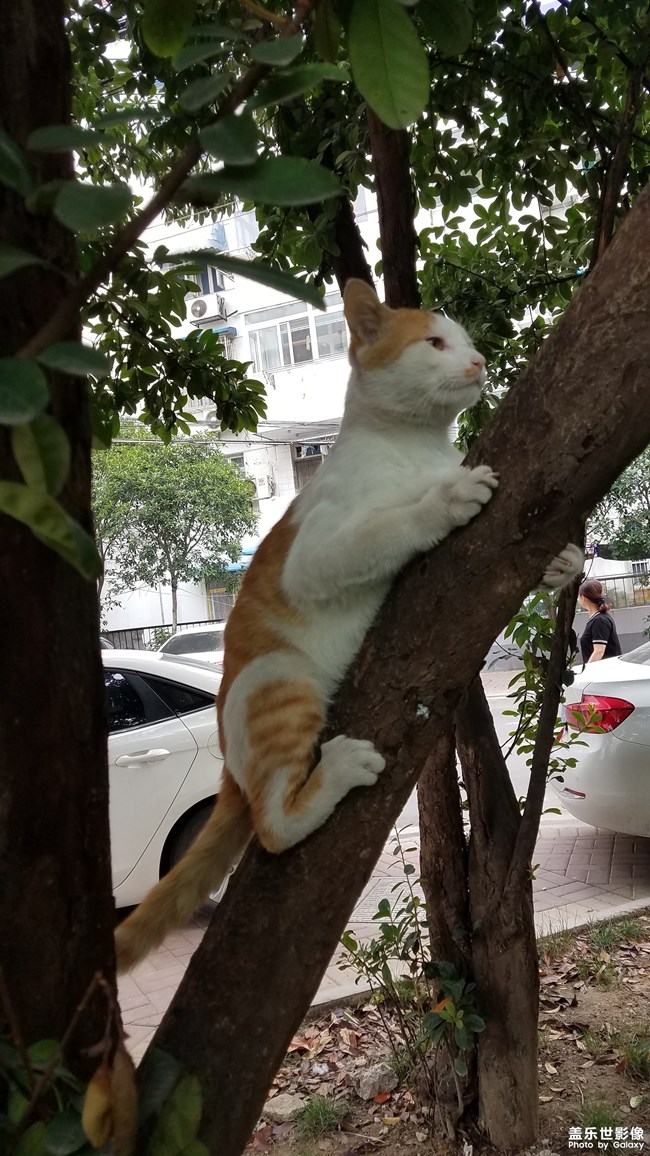 爬树的小黄