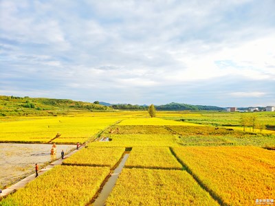 【爱在深秋】+金*的田野