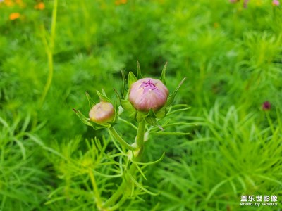 【爱在深秋】+深秋春夏色不退