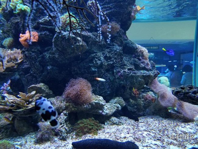 饲养珊瑚的海水鱼缸