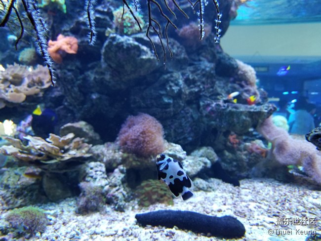 饲养珊瑚的海水鱼缸