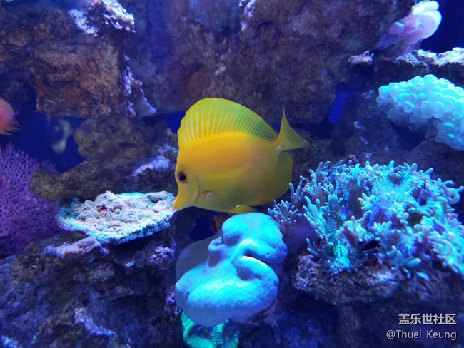 饲养珊瑚的海水鱼缸
