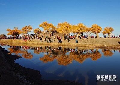[爱在深秋]额济纳的胡杨