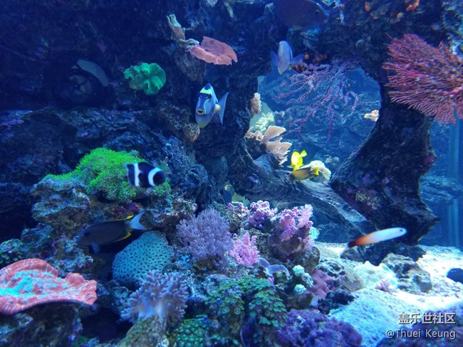 饲养珊瑚的海水鱼缸