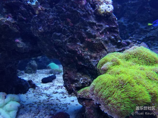 饲养珊瑚的海水鱼缸