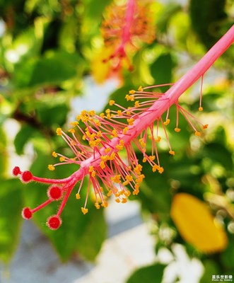 马缨丹花开