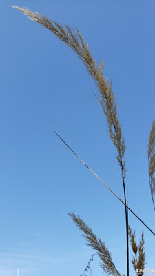 【爱在深秋】+一叶知秋