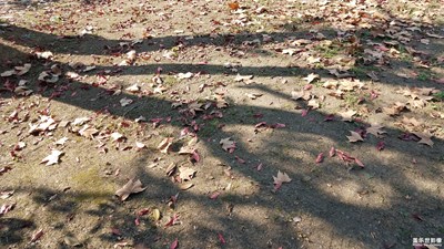 【爱在深秋】+斑驳的叶与影