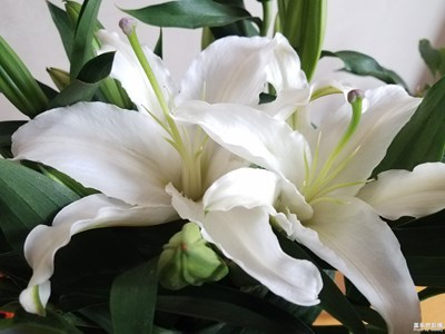 洁白的百合