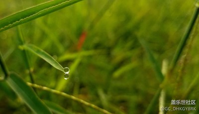 【瑰丽时分】+小草和露珠