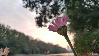【你眼中的美景】+河边的野花