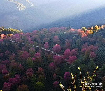 无量山的冬樱花