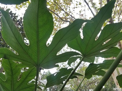 城市绿植-八角金盘