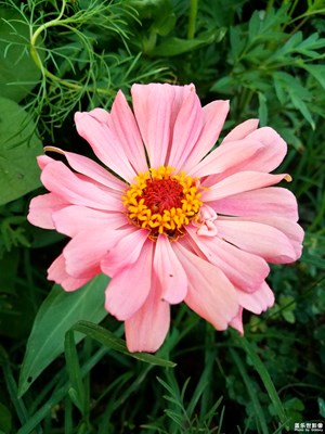 【晚秋光影】+昨日的百日菊