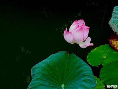 人生如花，淡者香