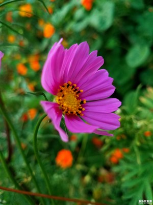 花花世界