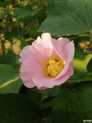 深秋的芙蓉