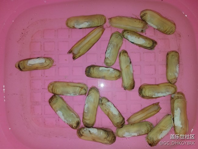 简单快捷美食---炒蛏子