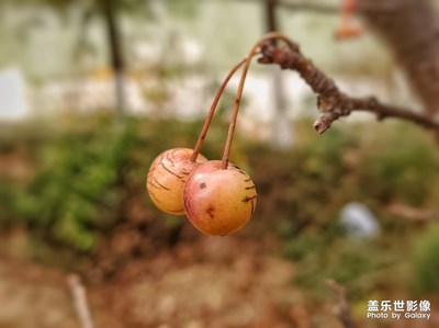 秋的果实