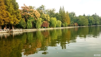【倒影】+树与影