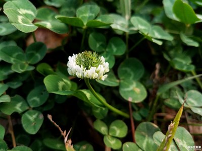 万绿丛中一朵花