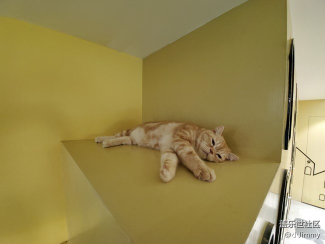 萌萌猫咪