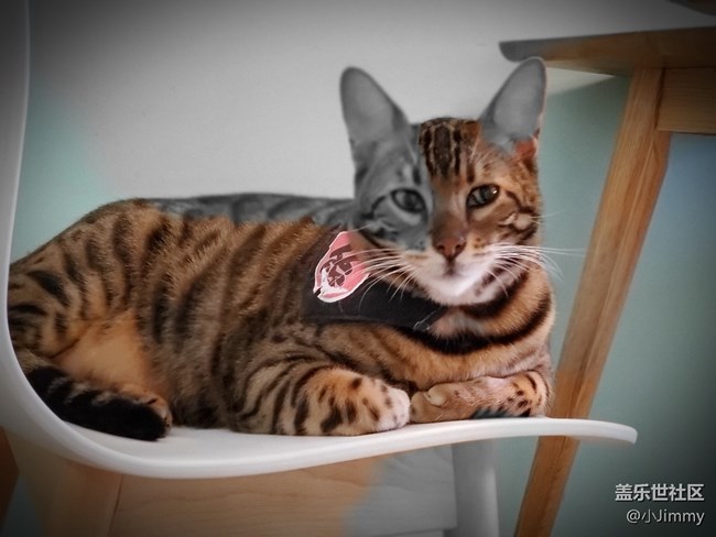 萌萌猫咪