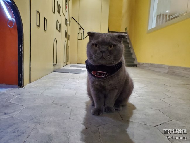 萌萌猫咪