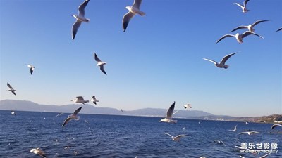 【享拍一刻】+ 抚仙湖龙湖星空小镇开渔节