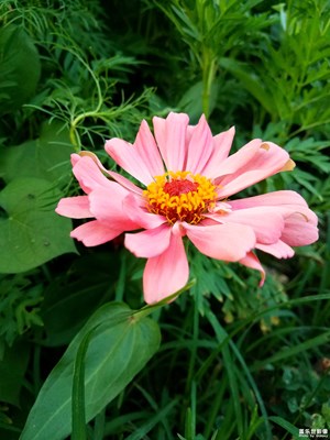 【享拍一刻】+春暖花开的日子