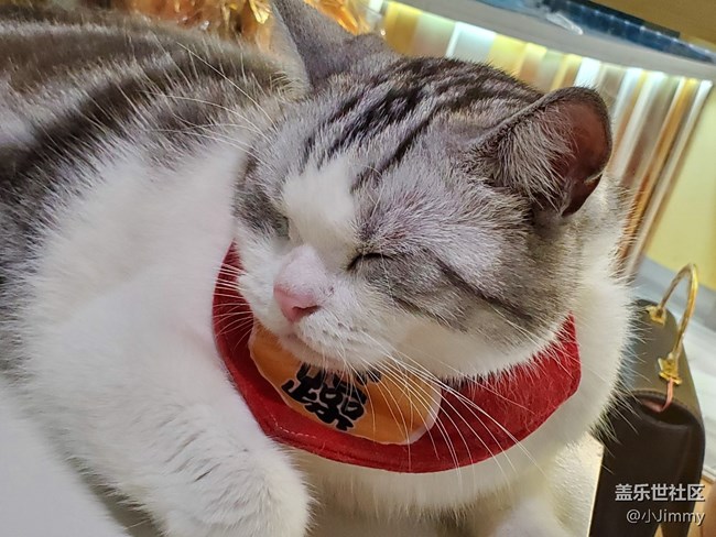 萌萌猫咪