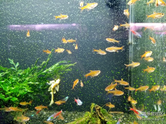 观赏鱼市场随拍
