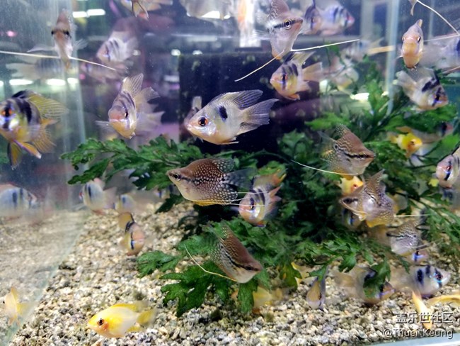 观赏鱼市场随拍