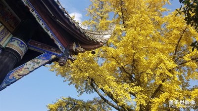 【初冬印象】+冬日免费游览都江堰
