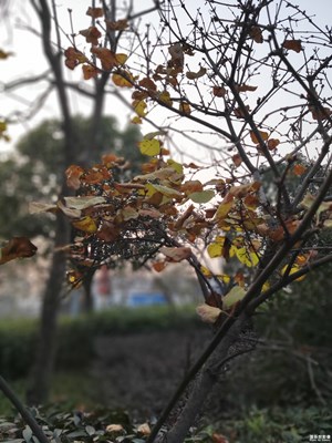 【初冬印象】+萧索与生机