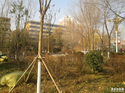 【初冬印象】+初冬的西沽公园
