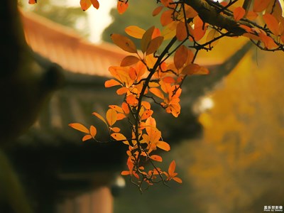 【初冬印象】+（二）寒冬料峭叶正艳