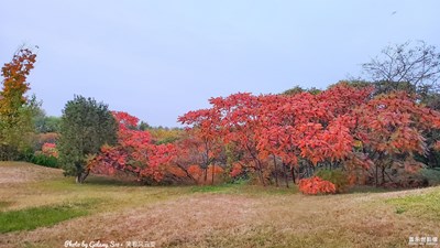 Galaxy S10+ 秋日的回忆（一）