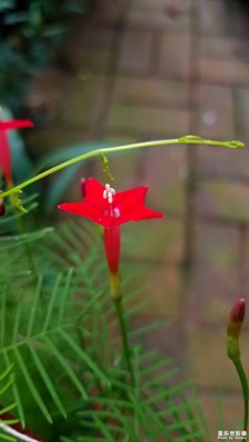 【色彩】+五颜六色的花儿
