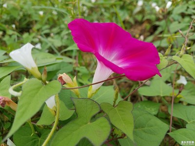 【色彩】+五颜六色的花儿