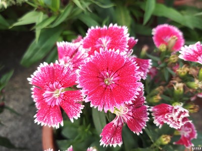 【2019最美瞬间】+随拍的花花草草