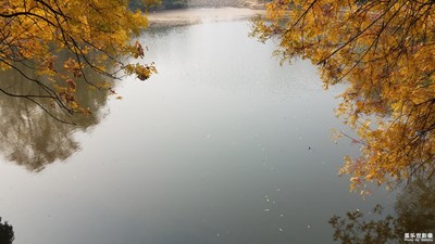 【色彩】+初冬之黄