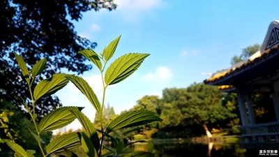 【美丽的云】+风景