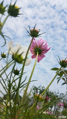 【美丽的云】+花花草草与云