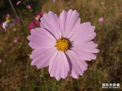 【2019最美瞬间】+美丽的格桑花