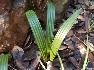 野草随拍