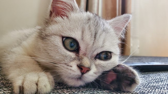 一只“傻”猫的日常