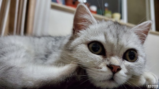 一只“傻”猫的日常