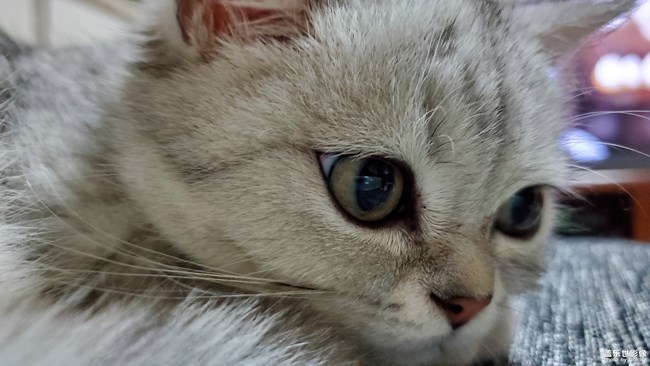 一只“傻”猫的日常