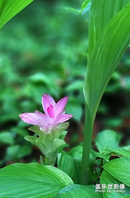 花卉随拍（4）